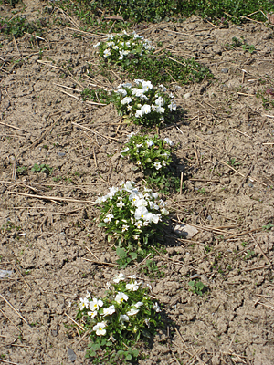 pansy mulched